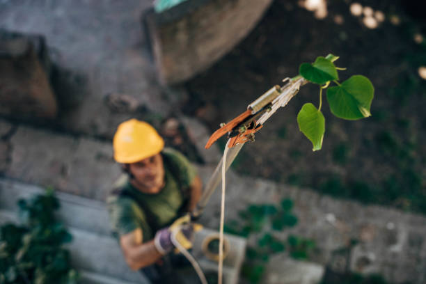 Best Tree Maintenance Programs  in USA